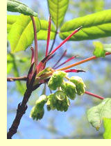 Клен маньчжурский (Acer mandshuricum Maxim.) Клен маньчжурский (Acer mandshuricum Maxim.)
